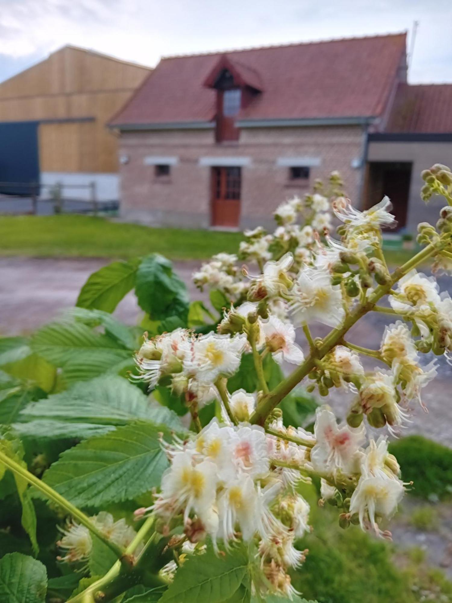 Gite Ferme Du Marronnier Derchigny Buitenkant foto